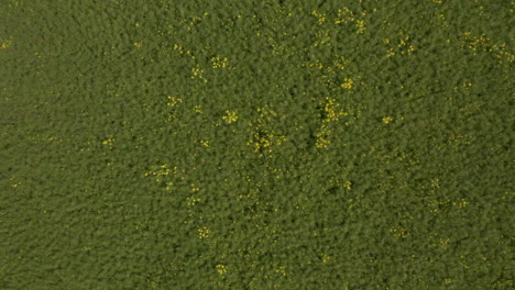 Aerial-birds-eye-overhead-top-down-view-of-yellow-flowery-green-springtime-countryside-texture-field,-rising-up,-day